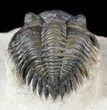Metacanthina (Asteropyge) Trilobite - Lghaft #55473-2